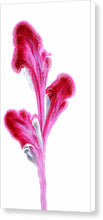 Load image into Gallery viewer, Petals Of Magenta - Canvas Print