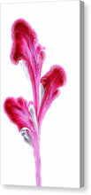 Load image into Gallery viewer, Petals Of Magenta - Canvas Print